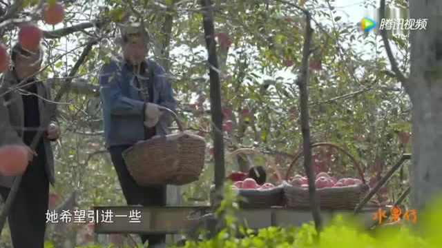 绵苹果在公元前二世纪 汉武帝通西域后传入内地