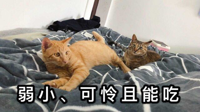 猎兔大盗真是橘猫独自所为?铲屎官柯南上身:黄白猫定有嫌疑!