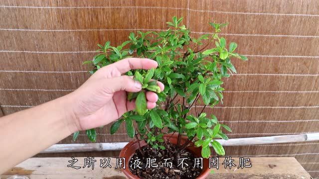 1勺催花水,杜鹃喝上4顿,养枝养根还促花