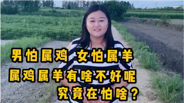 “男怕属鸡,女怕属羊”,是什么意思?为啥要单指这两个生肖