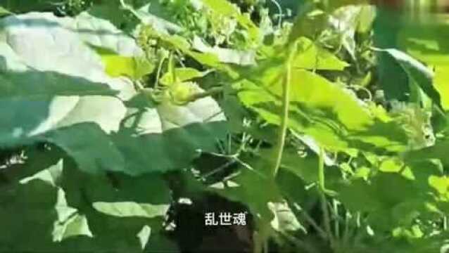 国产剧巅峰《大宅门》主题曲《大宅门》!