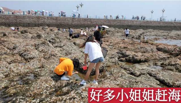 实拍青岛海水退潮,好多游客小姐姐下海赶海,能抓到大螃蟹吗?