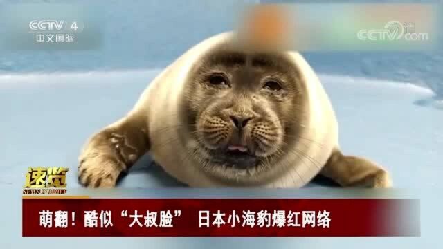 萌翻!酷似“大叔脸” 日本小海豹爆红网络