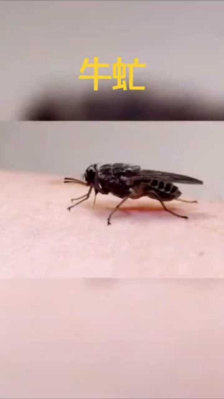 比蚊子还厉害百倍的牛虻，放大请仔细看怎么吸血的腾讯视频 