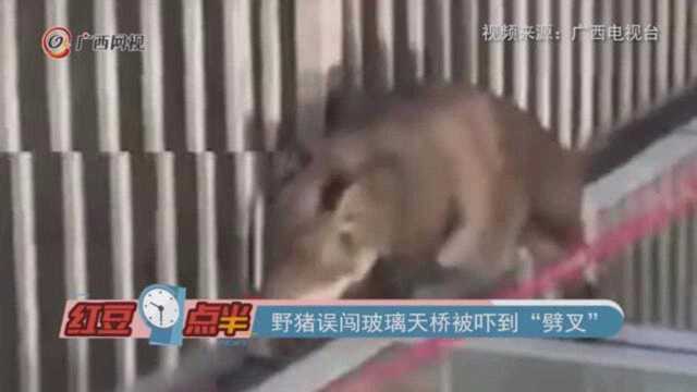 野猪误闯玻璃天桥被吓到“劈叉”