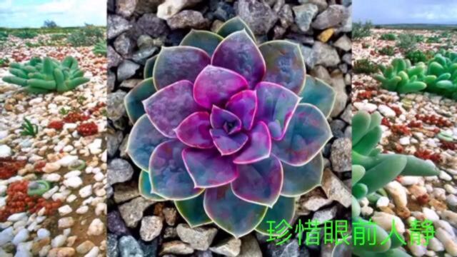 多肉植物欣赏,让人能够减压又可爱的多肉植物,你喜欢吗?