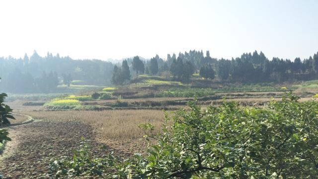 华盖玄武中抽长乳蛇形穴,王君植大师带弟子实践杨公风水实拍