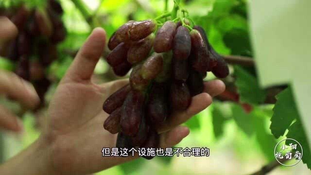 你家的蓝宝石种成“烂宝石”,这是为什么?小阳告诉你其中原因