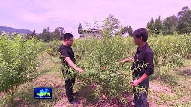 澌岸镇先锋村第一书记