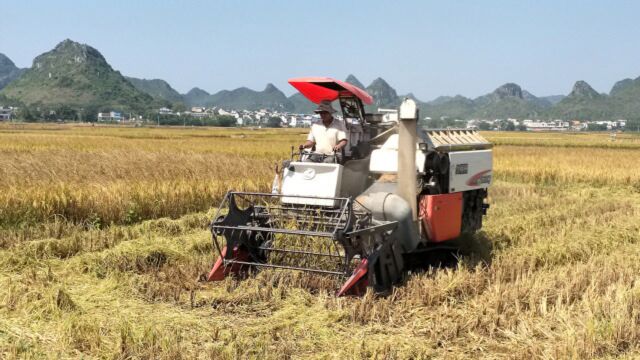 广西壮族自治区崇左市扶绥县昌平乡木民村大型连片水稻收割实况