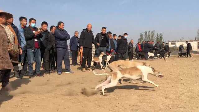 农村“狗撵兔”比赛现场,猎犬一出场速度惊人,看得真是惊心动魄!