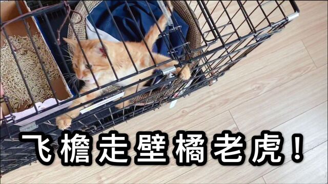 橘猫取名叫奇迹,吃饭功夫是第一!