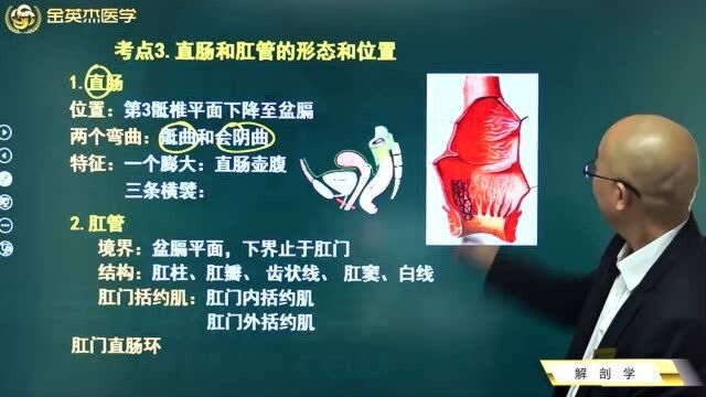 解剖学:直肠和肛管的形态你知道吗?直肠和肛管的重要性和位置都在这里了.