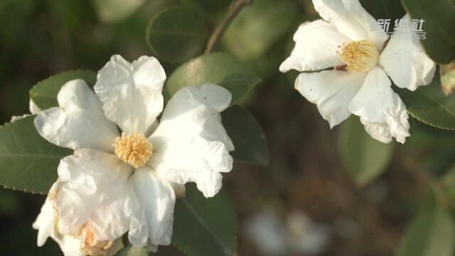 河南光山:油茶花开 香飘山野