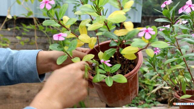 天刚冷长春花大量“黄叶”?给你吃颗定心丸,完全不用慌