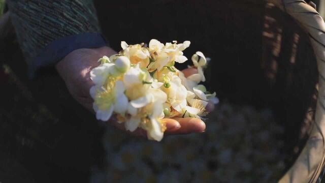 (电视通稿ⷥ›𝥆…ⷧ侤𜚩茶花变身花茶 “变废为宝”促增收