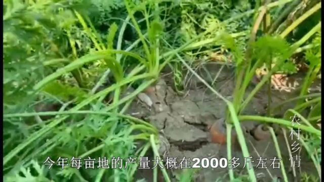 胡萝卜的种植小技巧,产量又高个头又大,每亩产量2000斤不是梦