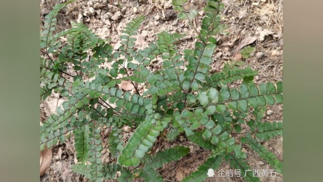 这种野生植物叫扇叶铁线蕨,稀有中草药,来认识一下吧