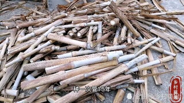 乡村莫姐11月份山地种牧草,巨菌草目前还可以种植,不信你来看