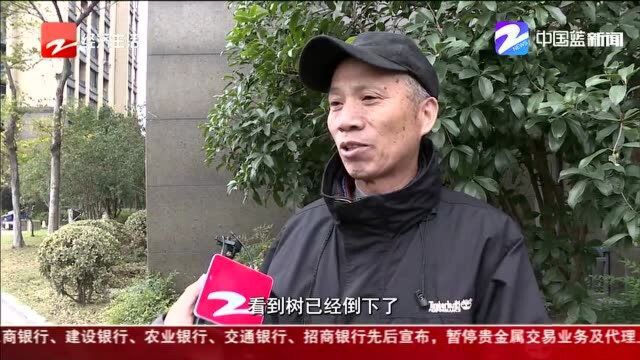 杭州“御道家园”树歪地陷 疑与钱江新城二期建设关联