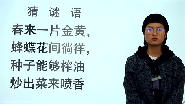 猜谜语:春来一片金黄,蝴蝶花间徜徉,种子能够榨油,你猜是啥