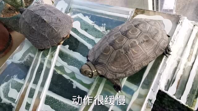 大家来看看冬日里乌龟的状态,处于冬眠前夕