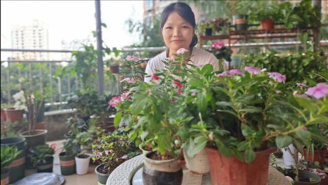 这种花,又叫“天天开”,阳台养上一盆,每天都有花看