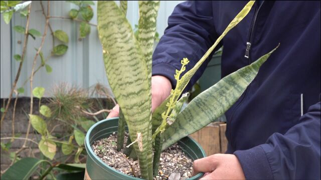 没见过虎皮兰开花?估计知道“利弊”后,不想再看开花