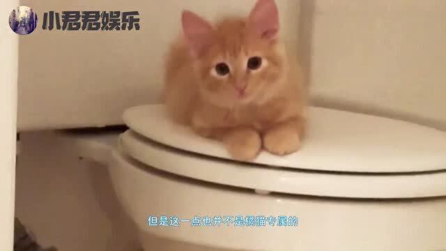 为什么橘猫的体型普遍要比同龄的猫主子们要大很多?