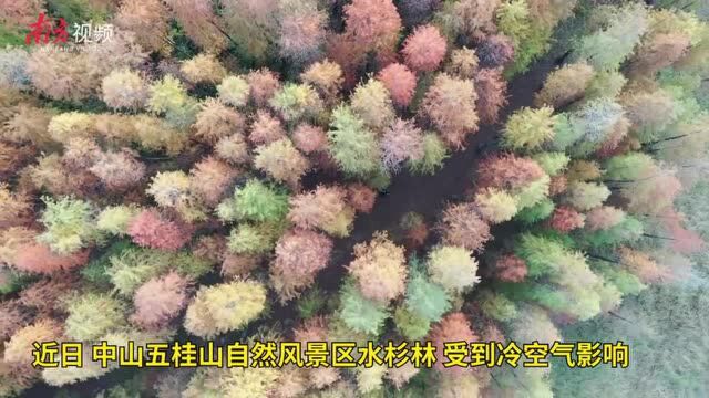 南方视频|中山五桂山水杉林别样红