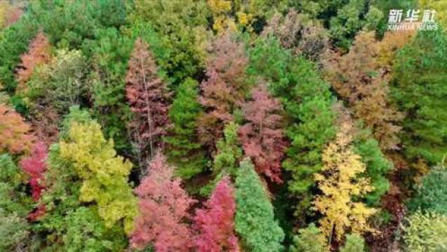 冬染侗乡“枫”景美