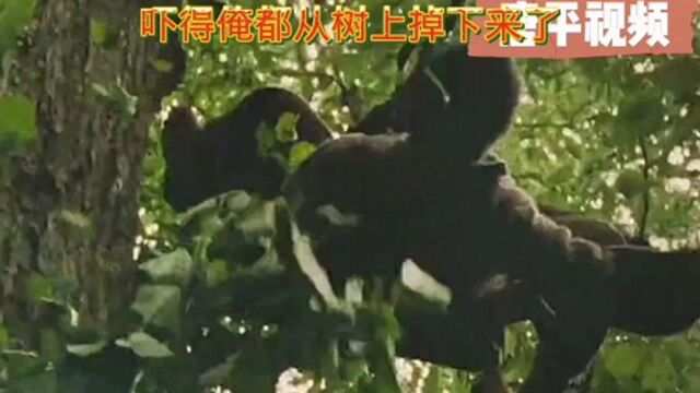 电影《遍地狼烟》一打野猪