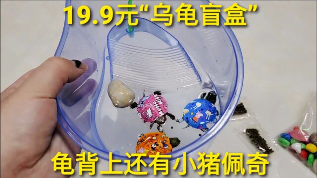 开箱19元“乌龟盲盒”,抽到三只迷你龟,龟背还有小猪佩奇