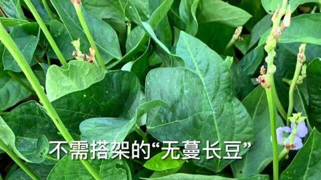 种长豆喜丰收,看看怎么才能种好呢?方法超简单