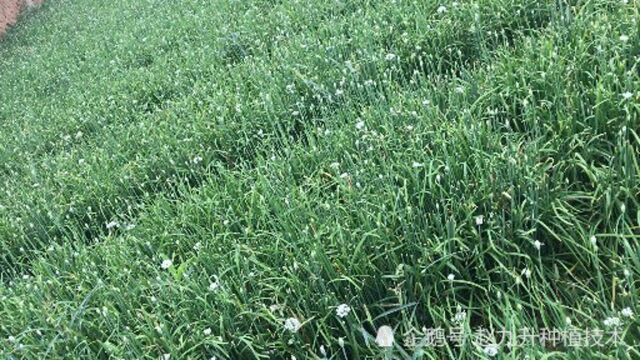 韭菜能不能有产量关键夏季管理!韭蛆能不能治住关键是夏季用药!