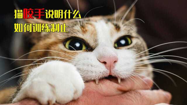 猫咬手说明什么怎么训练制止