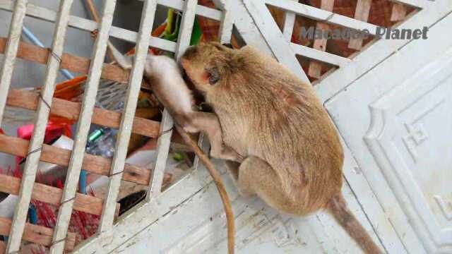 小猴子被卡住猴妈急疯了,使劲拽小猴子,差点把小猴子的头给扯断