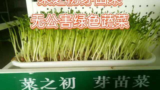 菜之初芽苗菜,无公害绿色蔬菜种植技术!