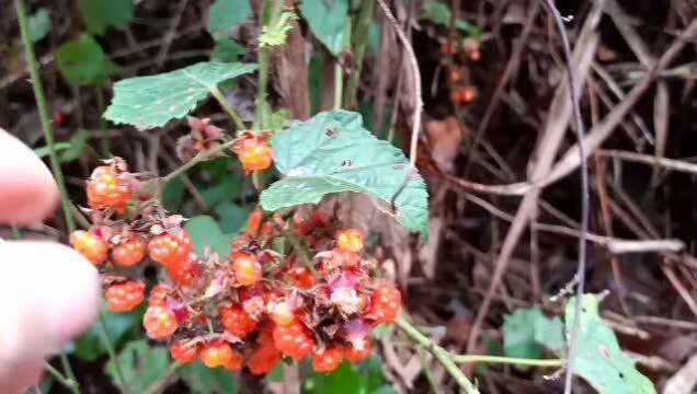 重走童年走过的小水坑,发现各种绿色野果,还有盘栽素材