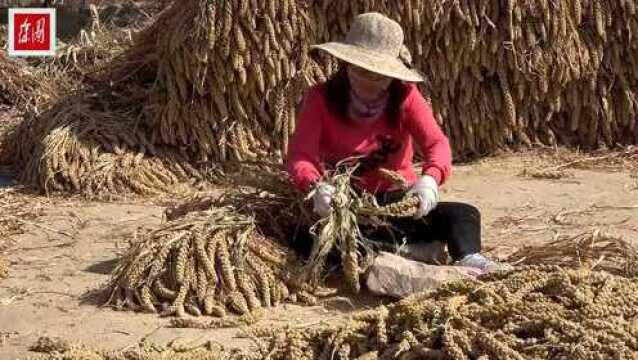 出门就爬坡的山窝窝村,家家饲养毛驴,这里的毛驴为啥是幸福的?