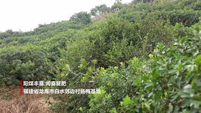 杨梅种植管理技术(一)