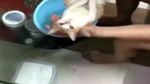 橘猫:这大概就是工具猫的日常吧!