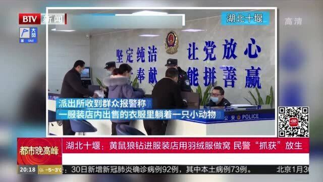 湖北十堰:黄鼠狼钻进服装店用羽绒服做窝 民警“抓获”放生