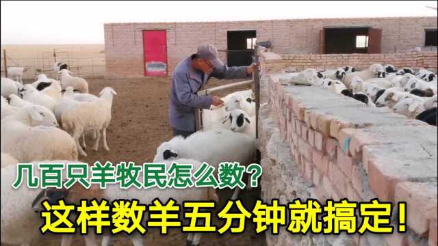 草原牧民如何防止丢羊?几百只羊该咋数?这样数羊五分钟就搞定!