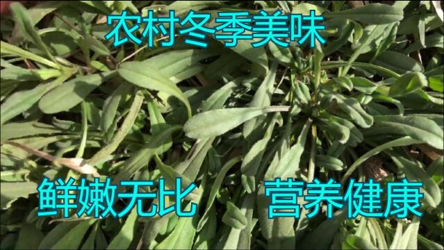 这种野菜你们吃过吗?肉厚鲜嫩又营养,城里几十元一斤都买不到