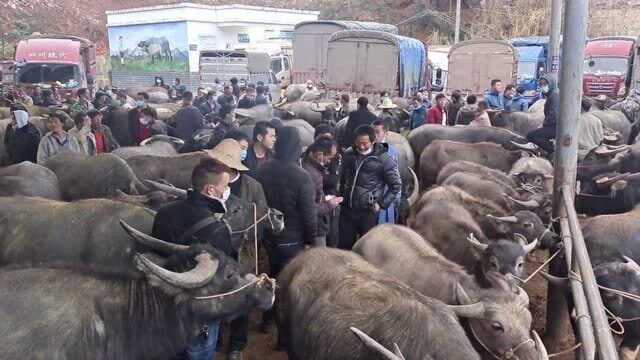 农村最大水牛交易市场,每天上市水牛上千头,凌晨三四点就交易