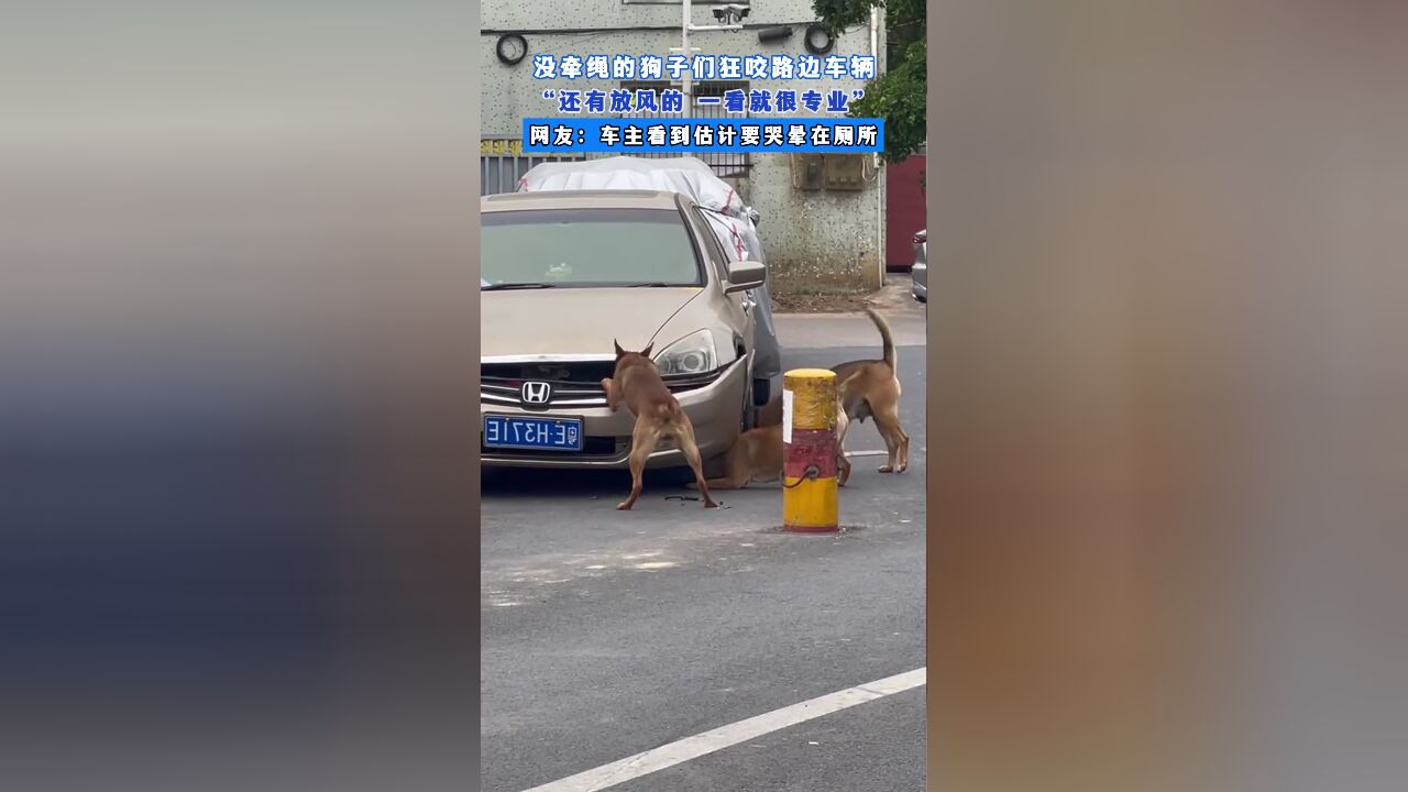 没牵绳的狗子们狂咬路边车辆,“还有放风的 一看就很专业”,网友:车主看到估计要哭晕在厕所