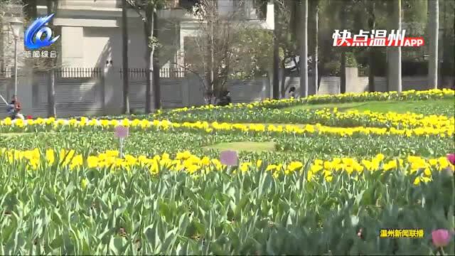 【温视频】春节赏花正当时 马鞍池公园郁金香提前开放