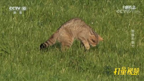 击杀率高达70%！野猫在草地上捉老鼠，身手十分了得