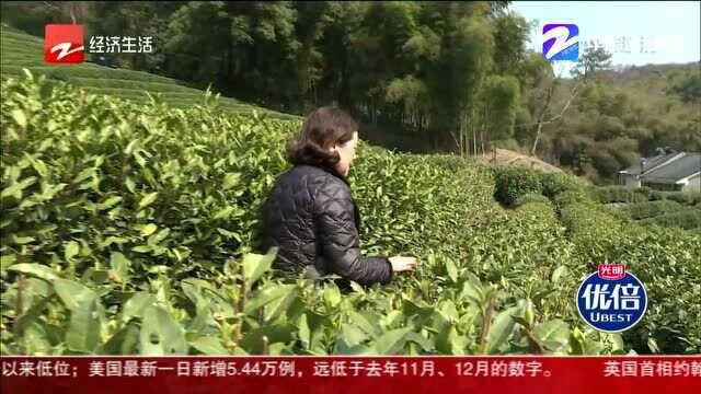 新鲜事 优倍说:冷空气让气温直降12℃ 西湖龙井现在冒的芽还不能采!